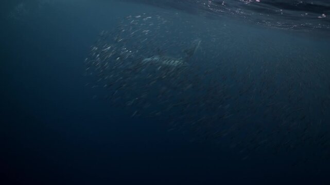 Pod of dolphins chasing a dense sardine bait ball during the annual Sardine Run off South Africa&rsquo;s Wild Coast. Powerful predators circle, dive and surge through the water in a feeding frenzy offshore.
