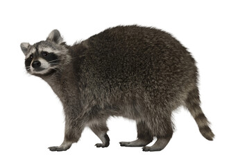 Fototapeta premium Wild North American Raccoon Portrait: High-Quality Wildlife Photography of Procyon Lotor Isolated on Black