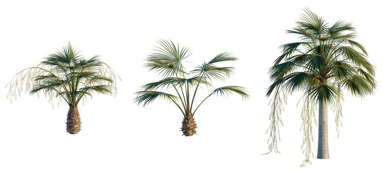 Brahea armata tree, elevation, front view, cutout, transparent background, isolate, Dramatic Palm Tree with Lush Green Fronds Against a Dark Background - Nature Photography