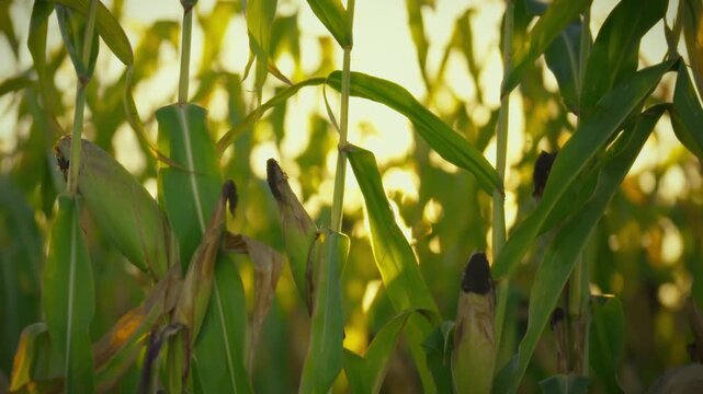 Mature green corn cobs amidst autumnal stalks flourish under warm countryside sunset, signifying farming growth and seasonal ripeness. vast field showcases large-scale crop cultivation as stalks dry