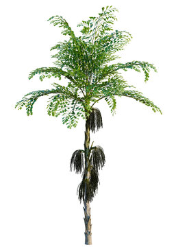 Caryota mitis tree, elevation, front view, cutout, transparent background, isolate, Detailed palm tree branch with lush green leaves, vibrant tropical nature scene.