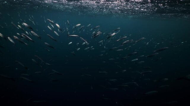 Shimmering sardine bait ball swirling underwater during the famous Sardine Run off South Africa&rsquo;s Wild Coast. Thousands of silver fish move in chaotic motion, reflecting sunlight as the dense school