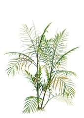Obraz premium Chamaedorea costaricana tree, elevation, front view, cutout, transparent background, isolate, Detailed image of a lush tropical tree with vibrant green leaves and dark berries, nature scene