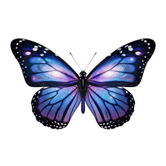 butterfly isolated on white background