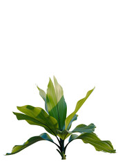 Obraz premium Chamaedorea metallica tree, elevation, front view, cutout, transparent background, isolate, Lush Green Fern Leaf Close-Up, Detailed Texture, Natural Pattern, Botanical Illustration, Springtime