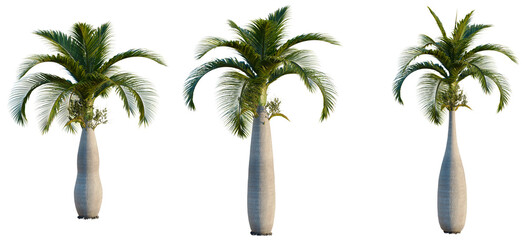 Hyophorbe lagenicaulis tree, elevation, front view, cutout, transparent background, isolate, Close-up of a vibrant green fern leaf against a blurred natural backdrop, lush and organic. © DH Tree Stock