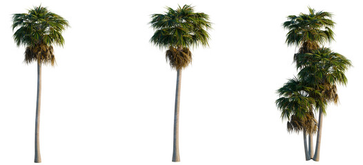 Washingtonia robusta tree, elevation, front view, cutout, transparent background, isolate, Elegant Golden Palm Tree Branch with Lush Green Fronds, Tropical Leaves, Nature © DH Tree Stock