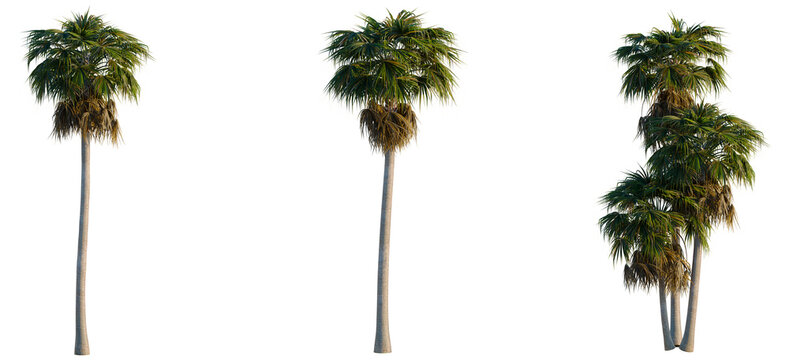 Washingtonia robusta tree, elevation, front view, cutout, transparent background, isolate, Elegant Golden Palm Tree Branch with Lush Green Fronds, Tropical Leaves, Nature