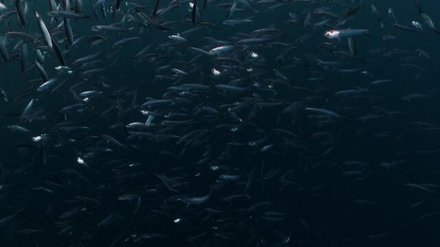 Shimmering sardine bait ball swirling underwater during the famous Sardine Run off South Africa&rsquo;s Wild Coast. Thousands of silver fish move in chaotic motion, reflecting sunlight as the dense school