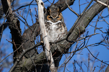 Obraz premium great horned owl in tree with blue sky background