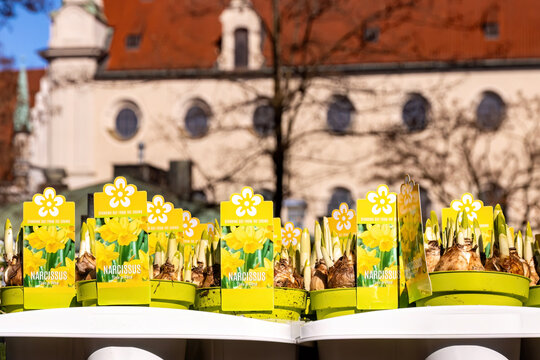 Narzissen im Blumentopf auf dem Viktualienmarkt in M&uuml;nchen im Fr&uuml;hling