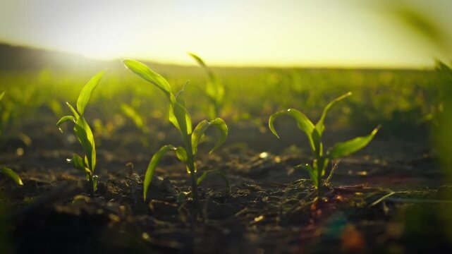 In a sprawling agronomic farm at sunset, vibrant green corn stalks with emerging kernels sprout, illustrating effective crop cultivation and sustainable farming techniques