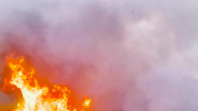 Raging inferno in the countryside, helpless flora and fauna, urgent firefighter interventions, heavy smoke obscuring visibility, farmlands charred beyond recognition, burning forests threatening