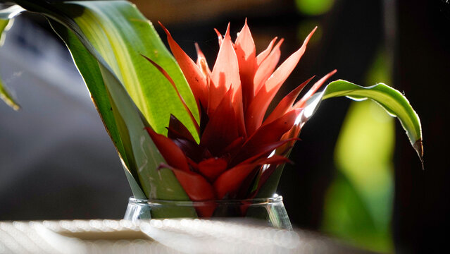 Elegant red ginger plant in glass vase, perfect for interior design and decoration