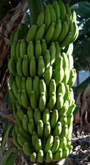 Many green bananas on the tree