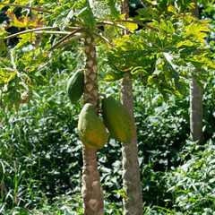 Mango tree with fruits in green garden