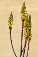 Aloe vera flowers on the wall background