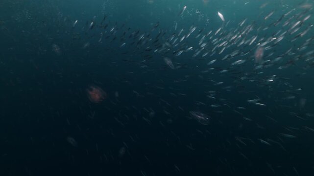 Shimmering sardine bait ball swirling underwater during the famous Sardine Run off South Africa&rsquo;s Wild Coast. Thousands of silver fish move in chaotic motion, reflecting sunlight as the dense school