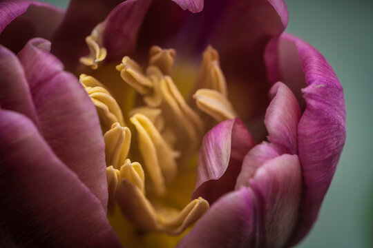 Pink tulips with green leaves and yellow pistil