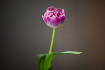 Fototapeta premium Elegant purple and white double tulip with a green stem and single leaf against a dark studio background