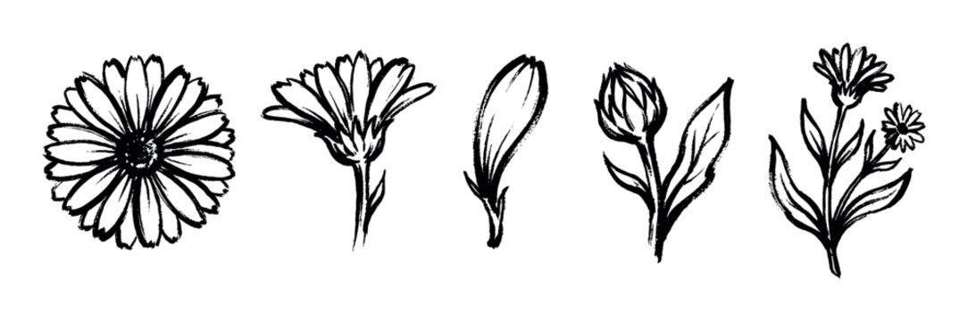 Hand-drawn black ink calendula flower collection showing different stages of growth, including a full bloom, side view, single petal, closed bud, and a leafy stem illustration