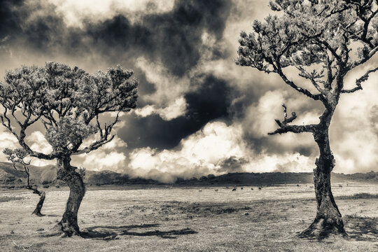 Beautiful laurel trees in the afternoon sunset in the Fanal Forest, Madeira, Portugal. Cows grazing on the background