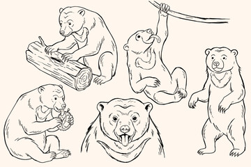 Borneo Sun Bear Sketch Set. Whimsical Honey Bear Vector Illustrations. Hand Drawn Sun Collection Cute Tropical Forest Wildlife Sketches. © Irnan
