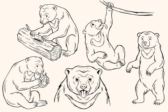 Borneo Sun Bear Sketch Set. Whimsical Honey Bear Vector Illustrations. Hand Drawn Sun Collection Cute Tropical Forest Wildlife Sketches.