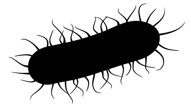 An illustration of a bacteria cell. This image shows the shape and characteristics of a bacteria cell