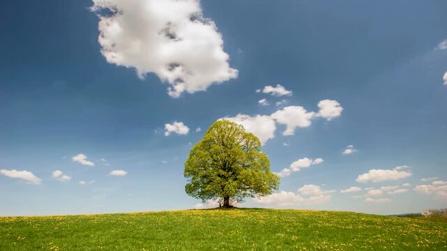 Zeitraffer von ziehenden Wolken hinter einer Linde als Einzelbaum im Allg&auml;u