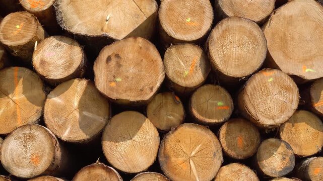 Auf einem Lagerplatz liegen die Holzst&auml;mme aus einer Forstwirtschaft zur Weiterverarbeitung in einem S&auml;gewerk