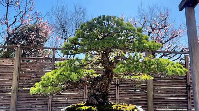 Carefully pruned pine tree beside a traditional wooden fence