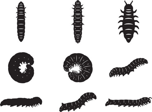 Silkworm Larva Crawling with Soft Body Producing Silk Threads