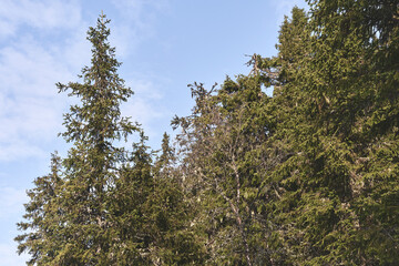 Obraz premium Primeval forest of the Hemningsdalen Valley and the Torsæterkampen Nature Reserve in the Totenåsen Hills, Norway, March 2026.