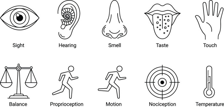 Set of Sensory Icons Representing Sight, Hearing, Smell, Taste, Touch, Balance, and More in Simple Outline Style