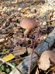 Brown cap boletus mushroom in the sunlit autumn forest. Wild edible fungus growing among dry leaves and pine needles