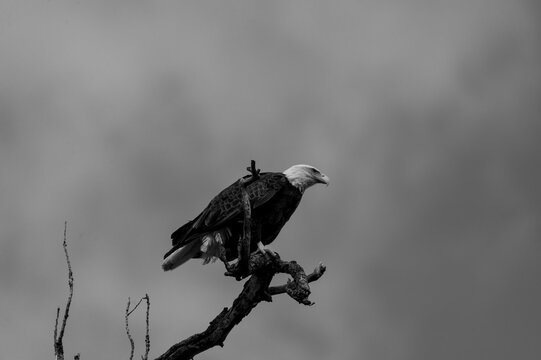 Black and white photo of a  majestic and powerful Bald Eagle looking over its domain from a perch high in the top of a tree near White Rock Lake in Dallas, Texas on a winter afternoon.