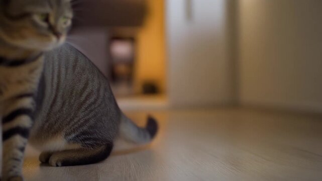 A cat tail swaying left and right in a playful loop, cozy indoor lighting, 4K, 5 seconds