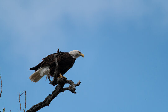 A majestic and powerful Bald Eagle looking over its domain from a perch high in the top of a tree near White Rock Lake in Dallas, Texas on a winter afternoon.
