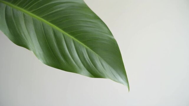 A large green leaf slowly waving like saying hello in soft breeze, bright minimal background, 4K, 5 seconds