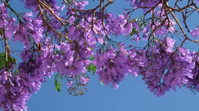 A jacaranda tree is full of purple flowers under a clear blue sky. This is a view in Belem, Lisbon, Portugal during springtime