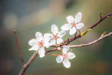 Beautiful Cherry Blossom, Prunus cerasifera, in strong spring sunshine, Bulkington, Warwickshire, March 2026. 