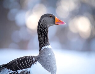 Elegant Goose Portrait - A Detailed Study of Feathered Beauty.