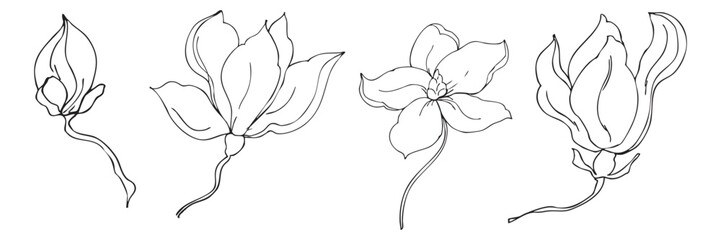 Hand drawn vector graphics of magnolia flowers in various stages of bloom. The set includes closed buds and fully opened flowers with delicate lines. © alexandra nova