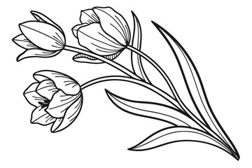 coloring page line art the tulip flower black vector