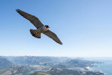 Fototapeta premium Majestic peregrine falcon soaring mid flight with wings spread wide against a clear blue sky