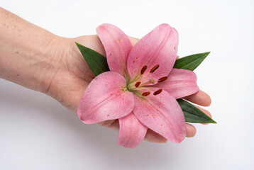 Naklejka premium Hand holding blooming pink lily flower with green leaves against clean white background