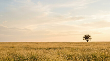 Obraz premium Tree in golden field at sunset