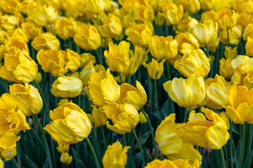 Bright yellow flowers in park during spring season. Canadian Tulip festival in Ottawa.