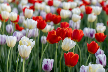 Fototapeta premium Field of mixed tulips blooming in park during spring. Tulip festival in Canada